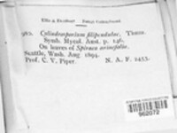 Cylindrosporium filipendulae image